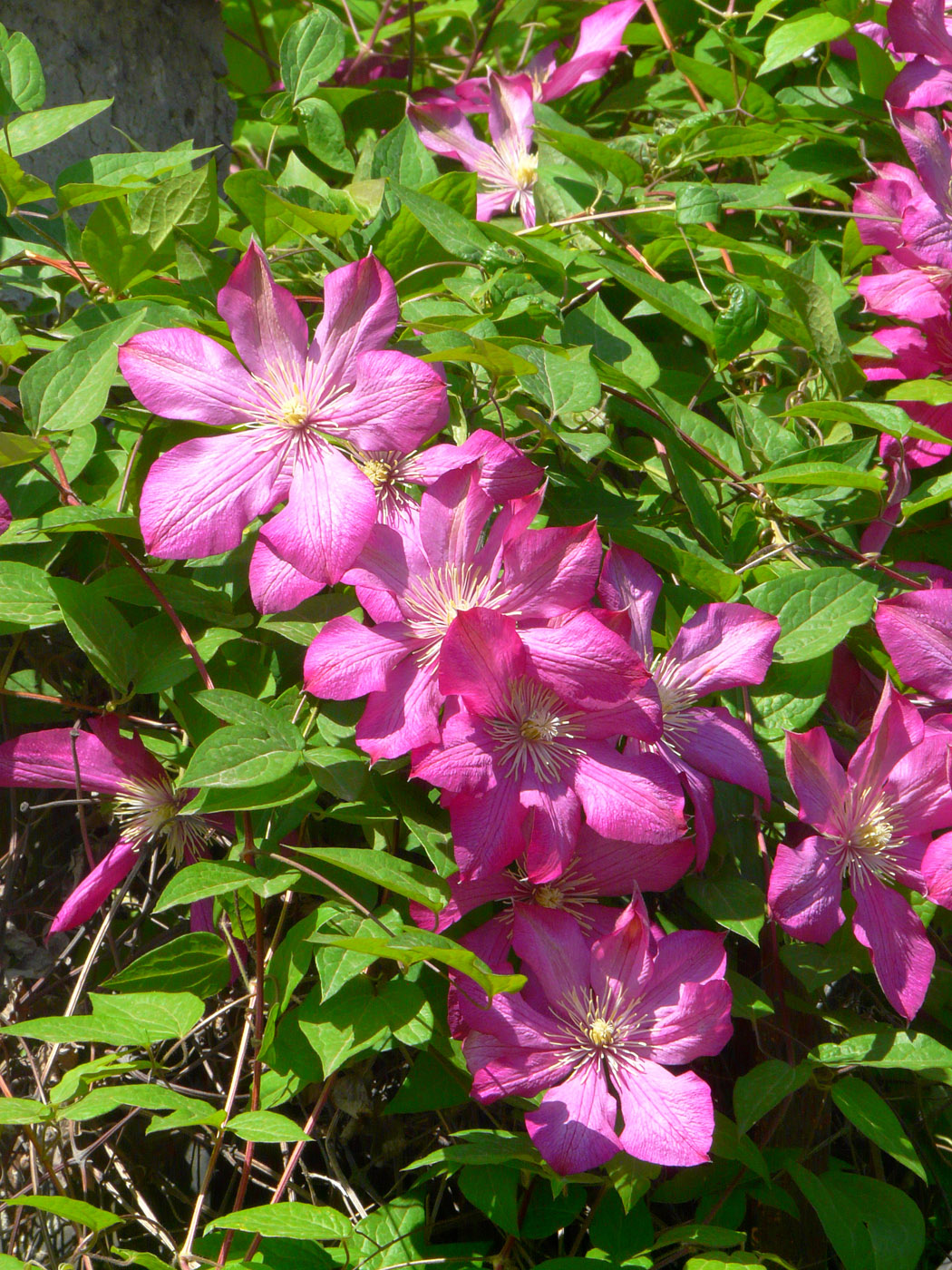 Изображение особи Clematis &times; jackmanii.