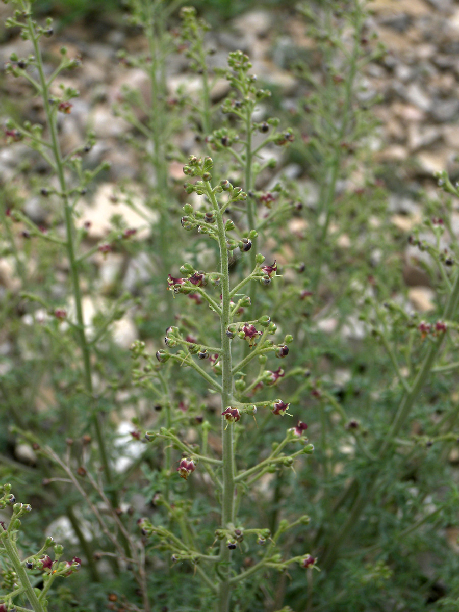 Image of Scrophularia variegata specimen.