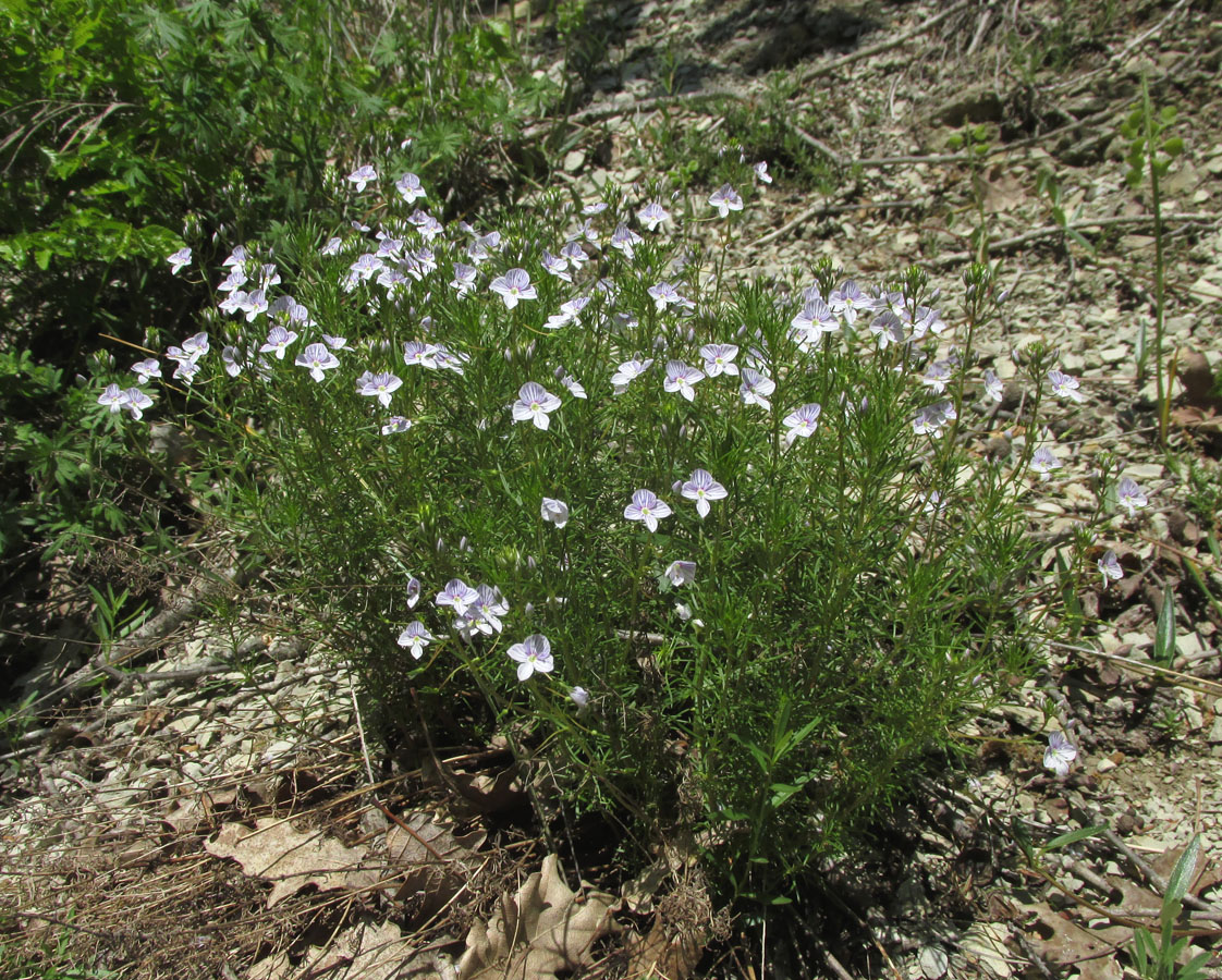 Изображение особи Veronica filifolia.