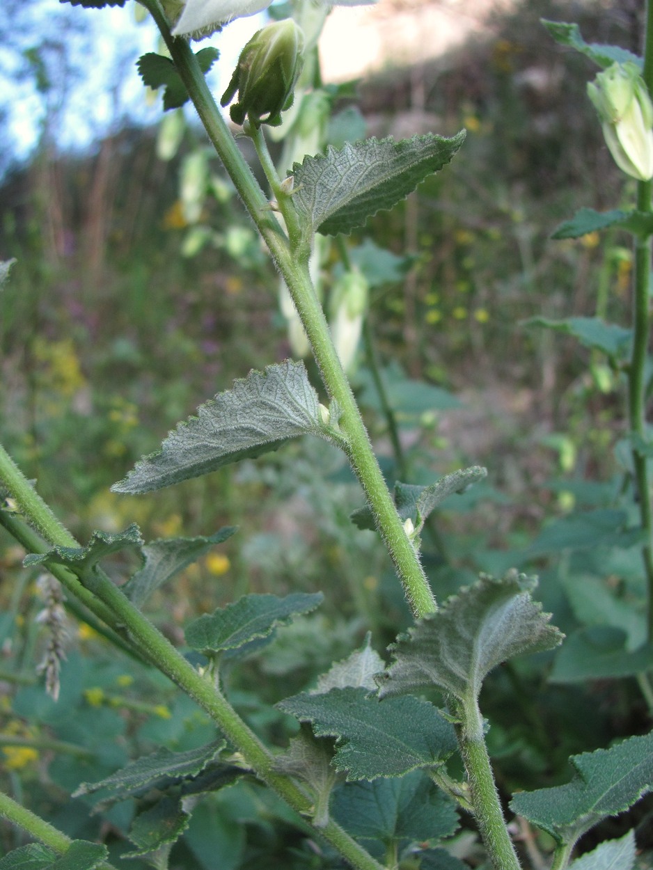 Image of Campanula alliariifolia specimen.