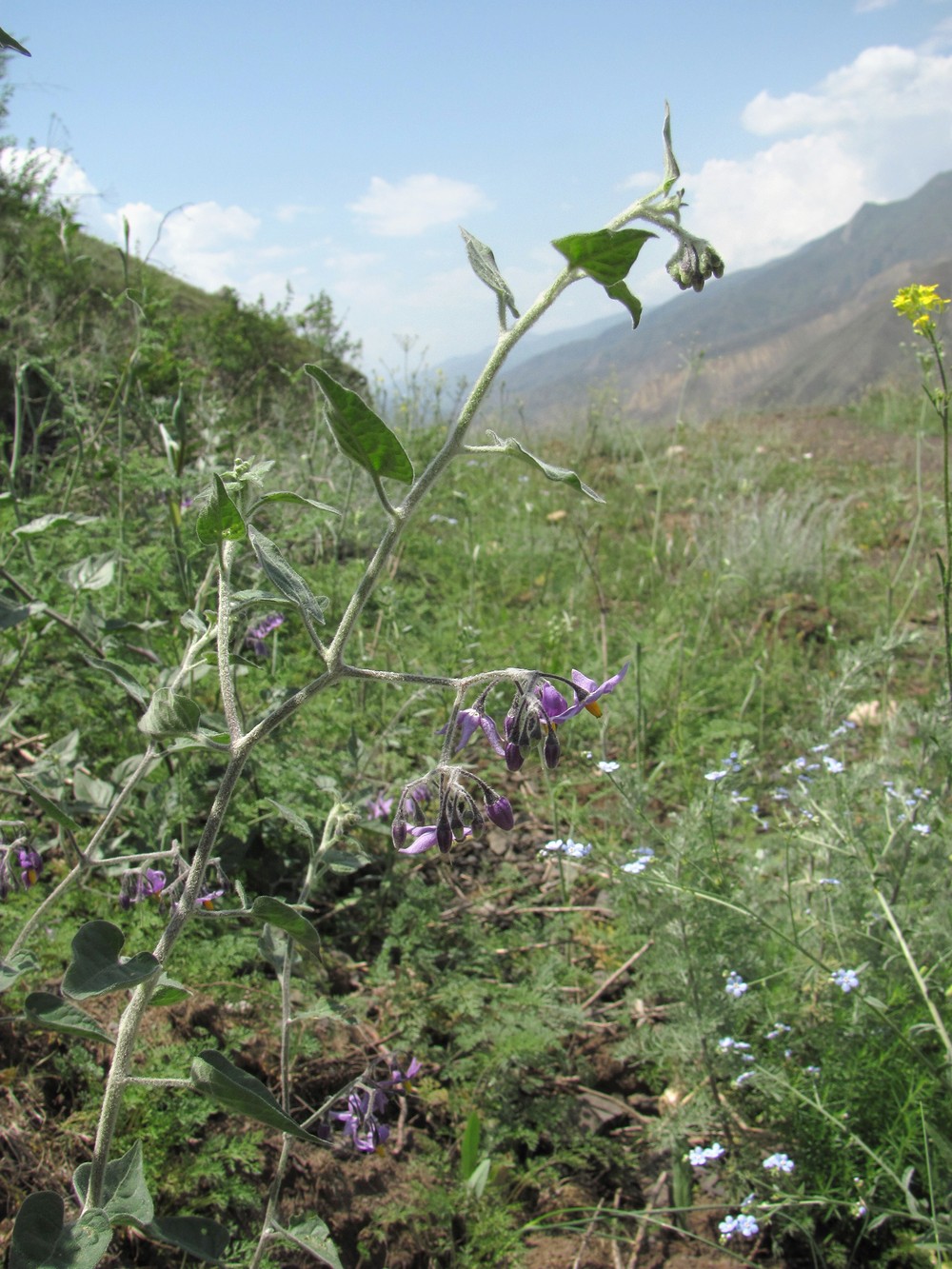 Image of Solanum pseudopersicum specimen.