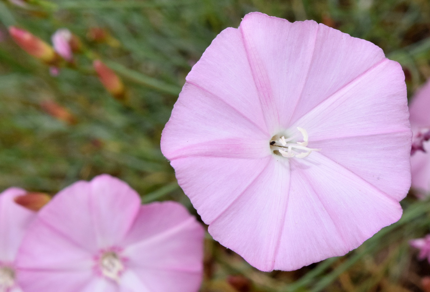 Изображение особи Convolvulus pseudocantabrica.