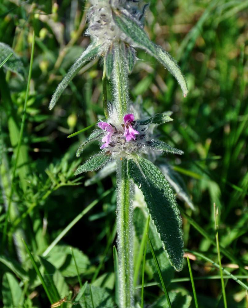 Изображение особи род Stachys.