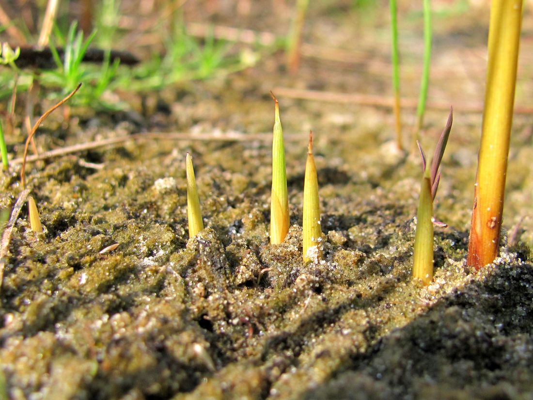 Изображение особи Juncus balticus.