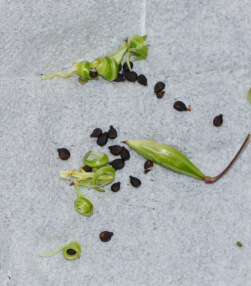 Image of Impatiens glandulifera specimen.