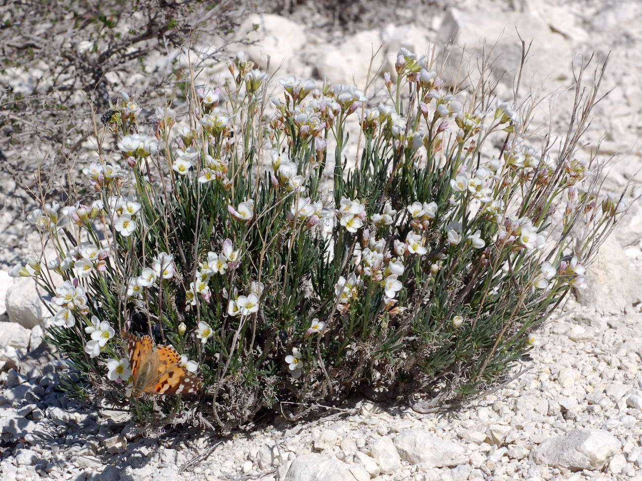 Image of Rhammatophyllum pachyrhizum specimen.