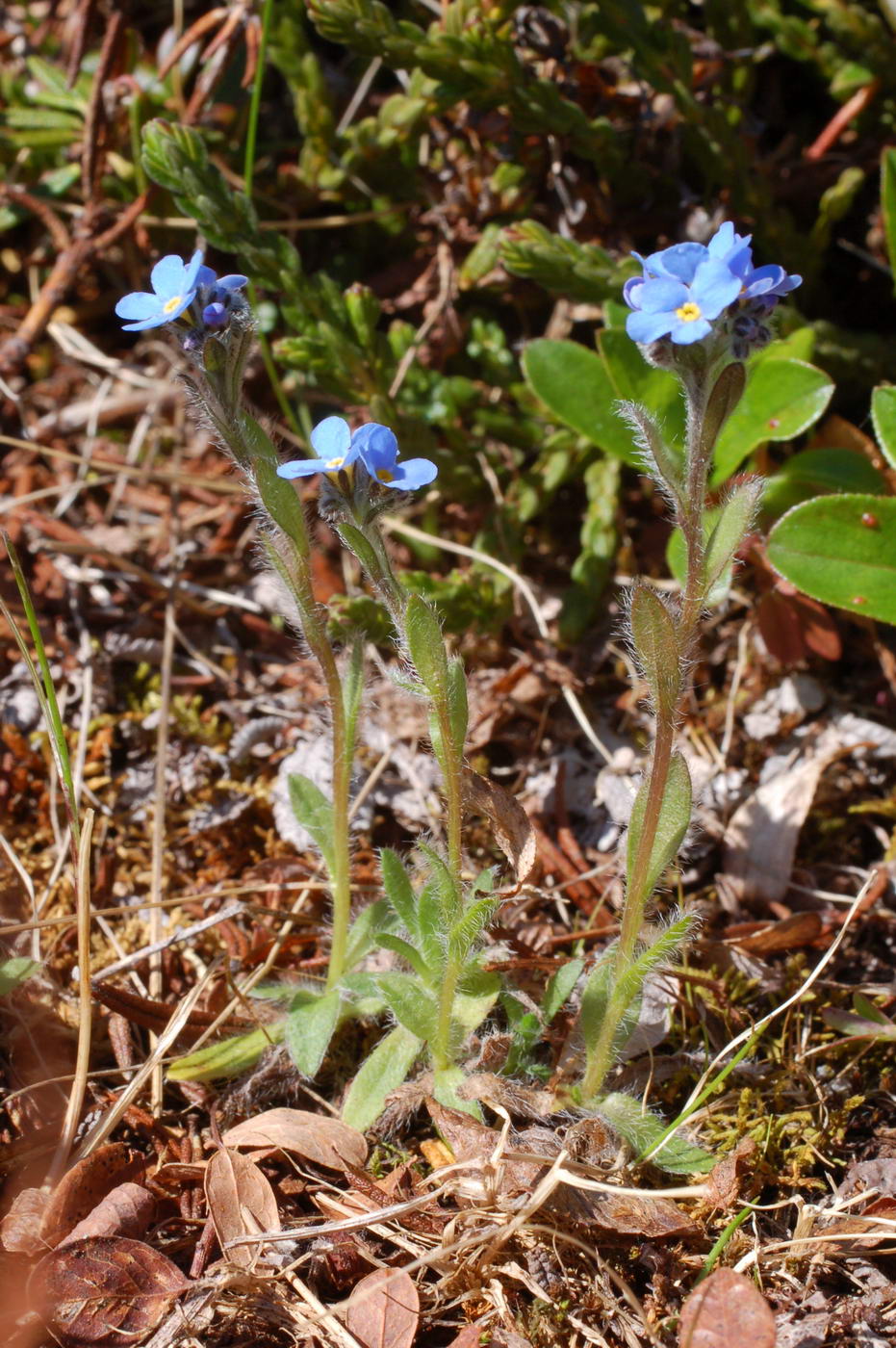 Изображение особи Eritrichium villosum.