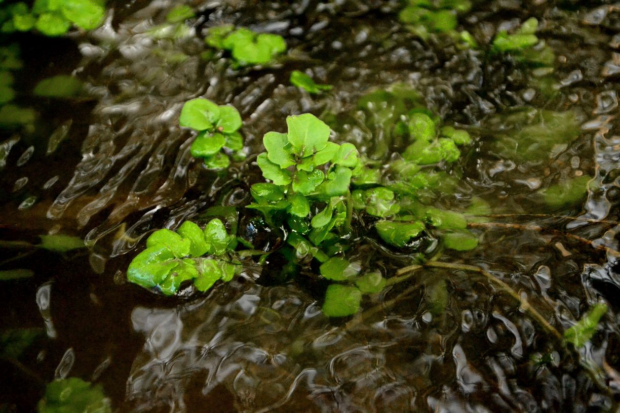 Изображение особи Cardamine amara.