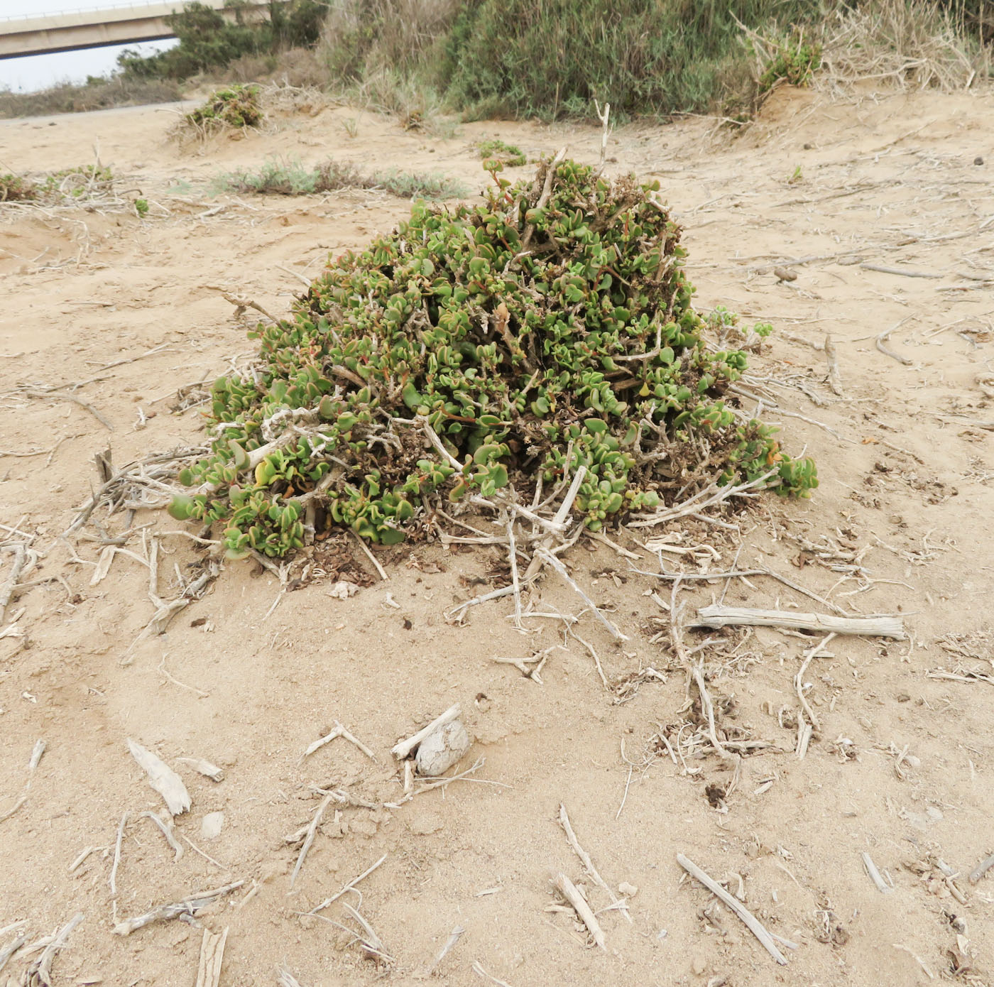 Изображение особи Tetragonia decumbens.