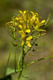 Sisymbrium strictissimum