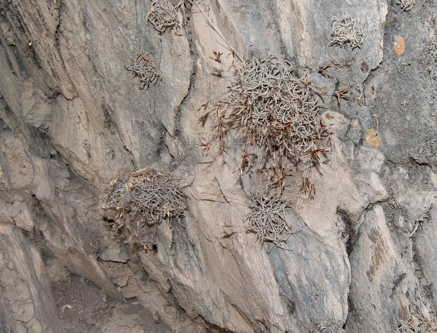 Image of Tillandsia recurvata specimen.