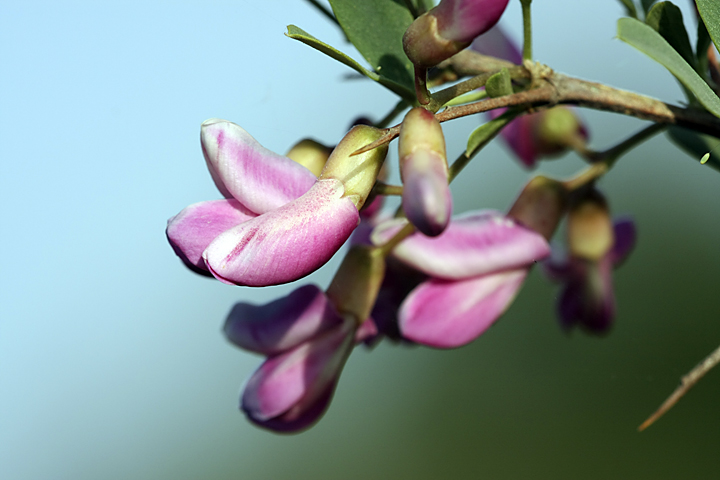 Image of Halimodendron halodendron specimen.