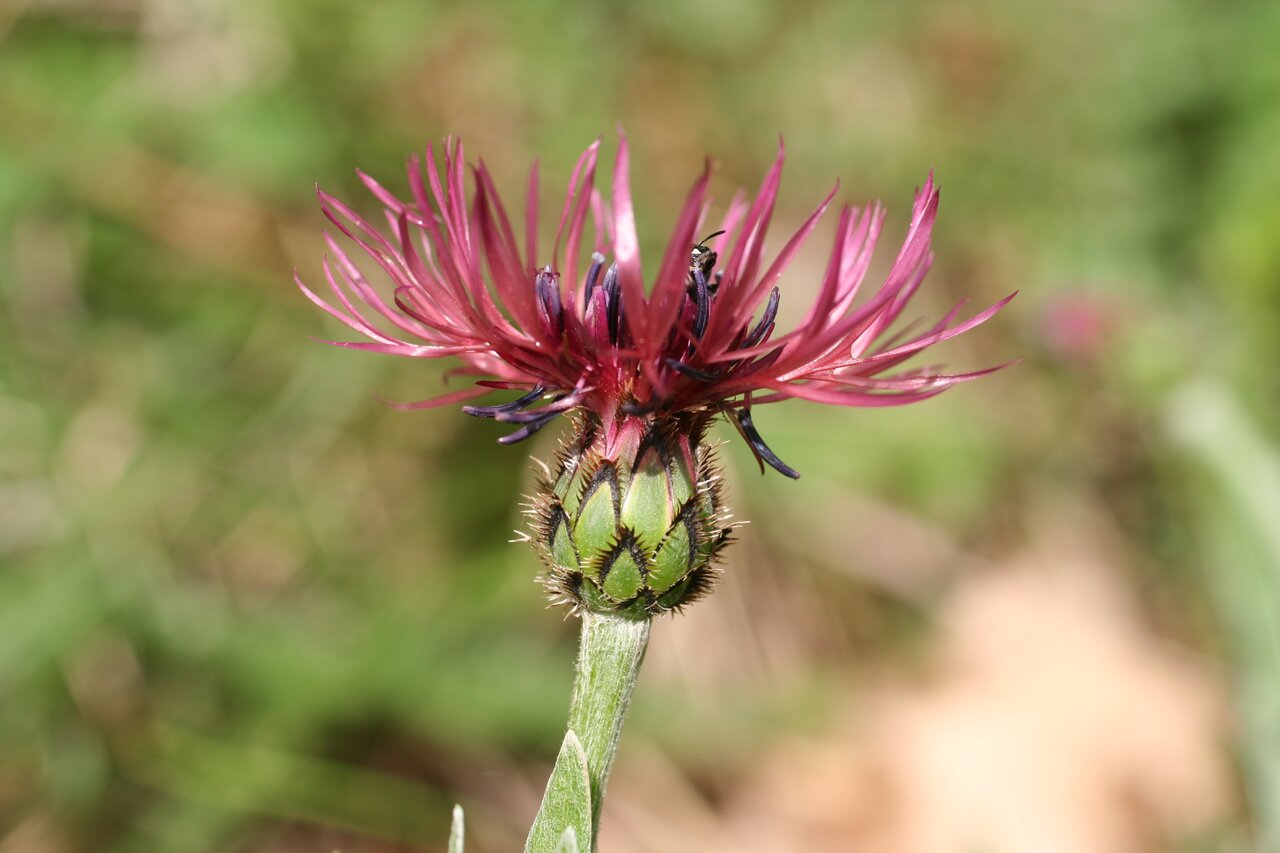 Изображение особи Centaurea pseudaxillaris.