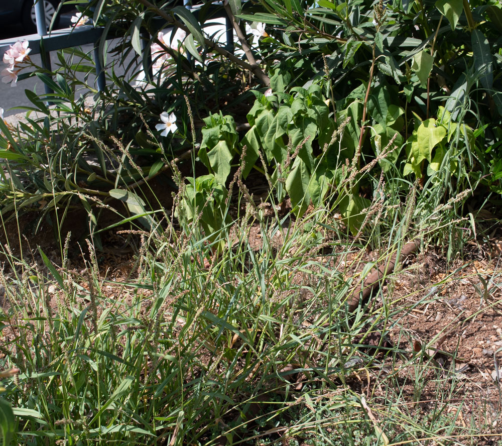 Image of Echinochloa colonum specimen.