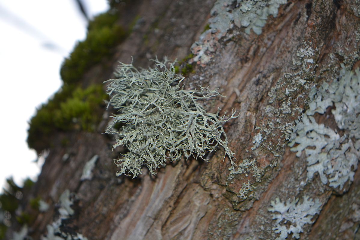 Image of Evernia prunastri specimen.