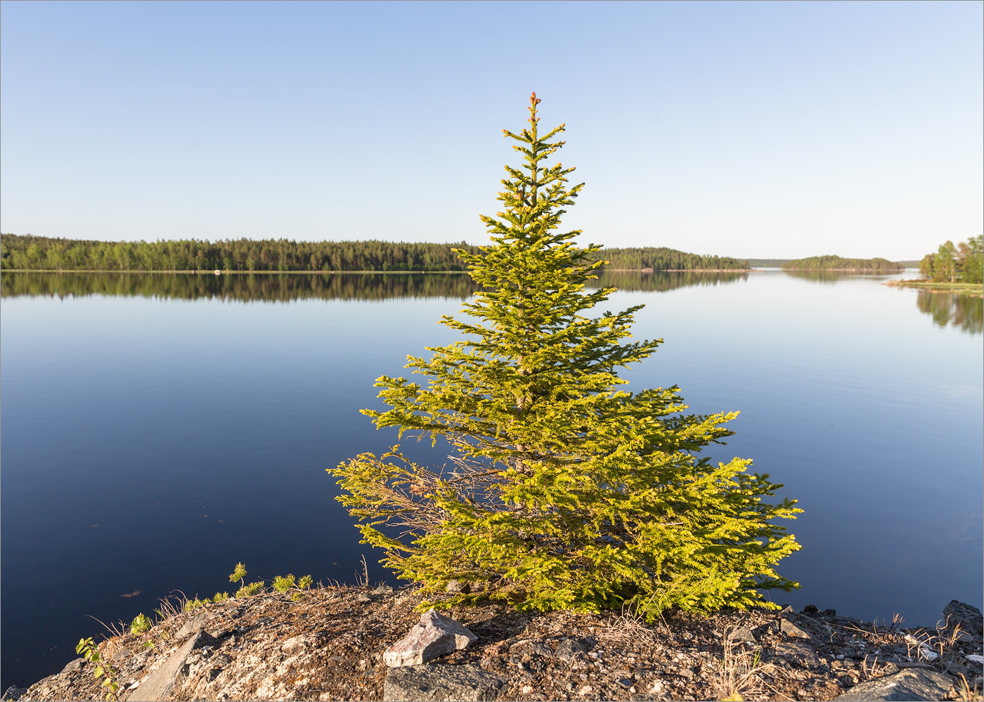 Изображение особи Picea obovata.