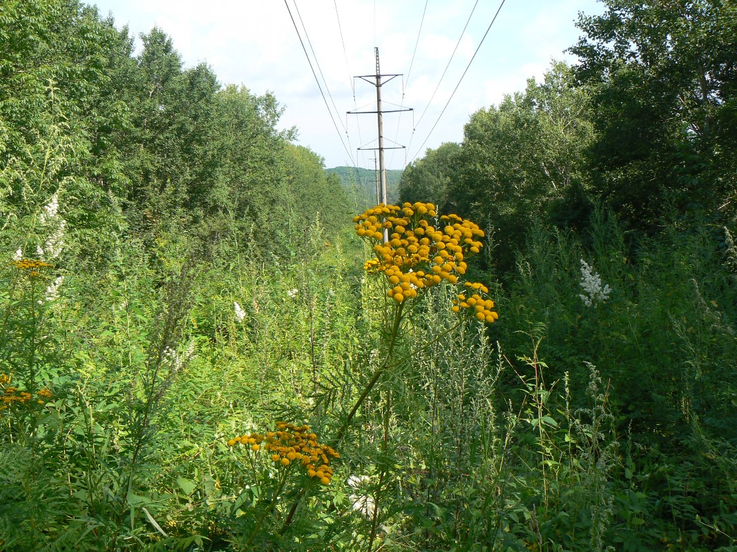 Изображение особи Tanacetum boreale.