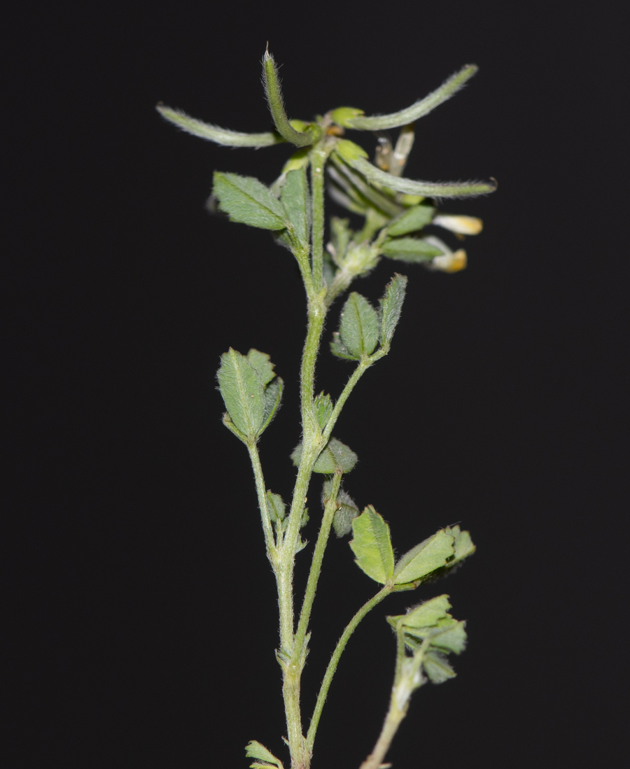 Image of Trigonella cylindracea specimen.