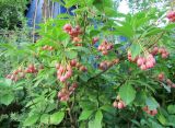 Смотреть изображение Enkianthus campanulatus