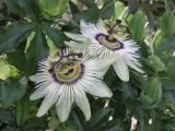 Passiflora caerulea