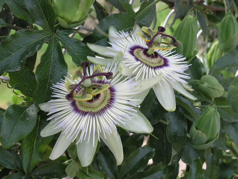 Image of Passiflora caerulea specimen.