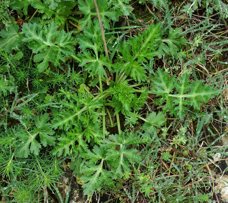 Изображение особи Eryngium caeruleum.