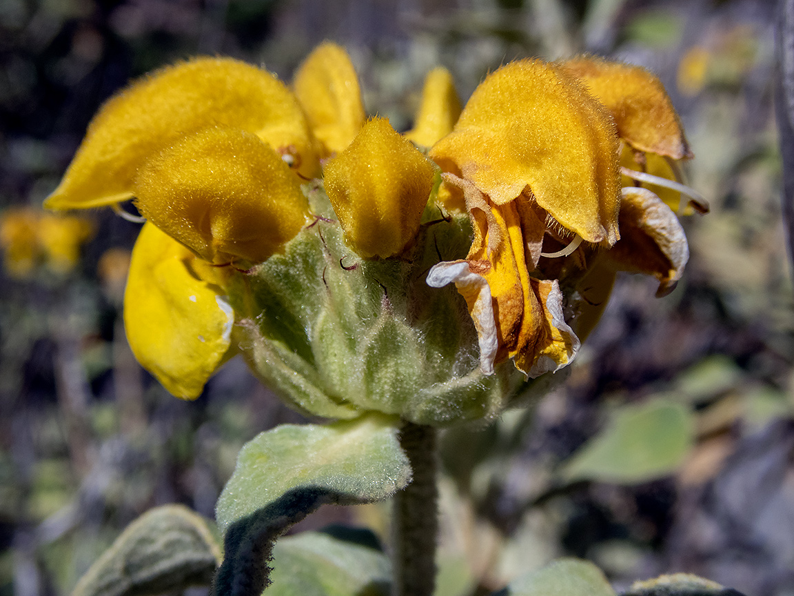 Изображение особи Phlomis fruticosa.