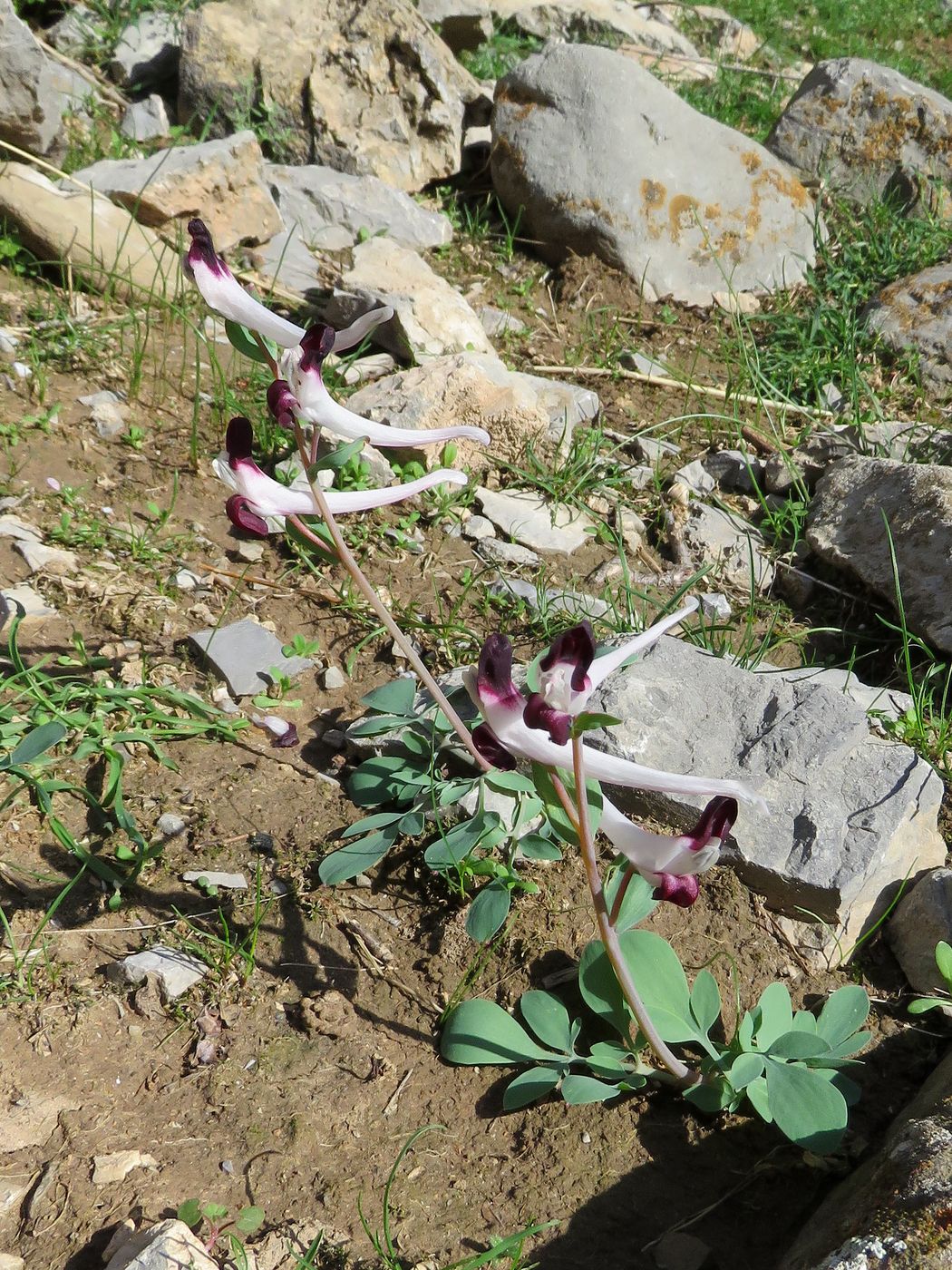 Изображение особи Corydalis popovii.