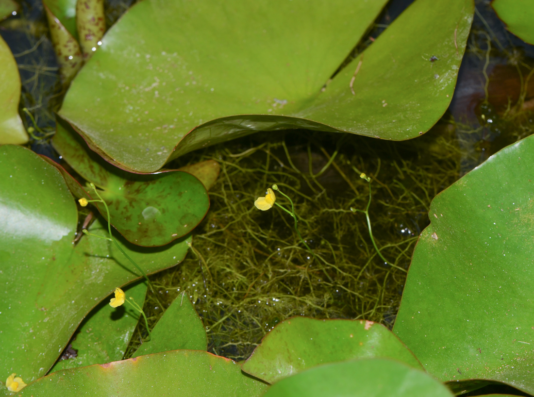 Изображение особи Utricularia gibba.