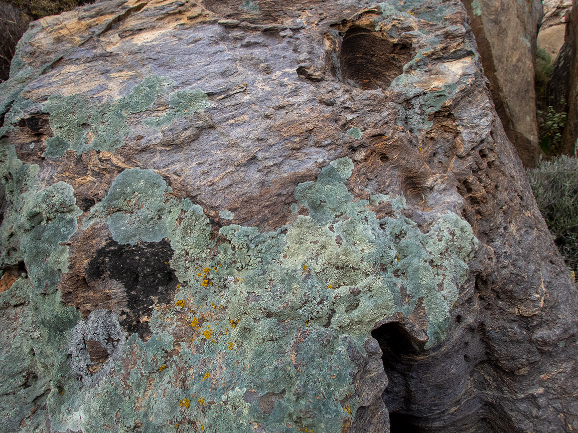 Image of class Lecanoromycetes specimen.