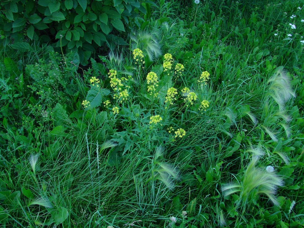 Image of Sisymbrium loeselii specimen.