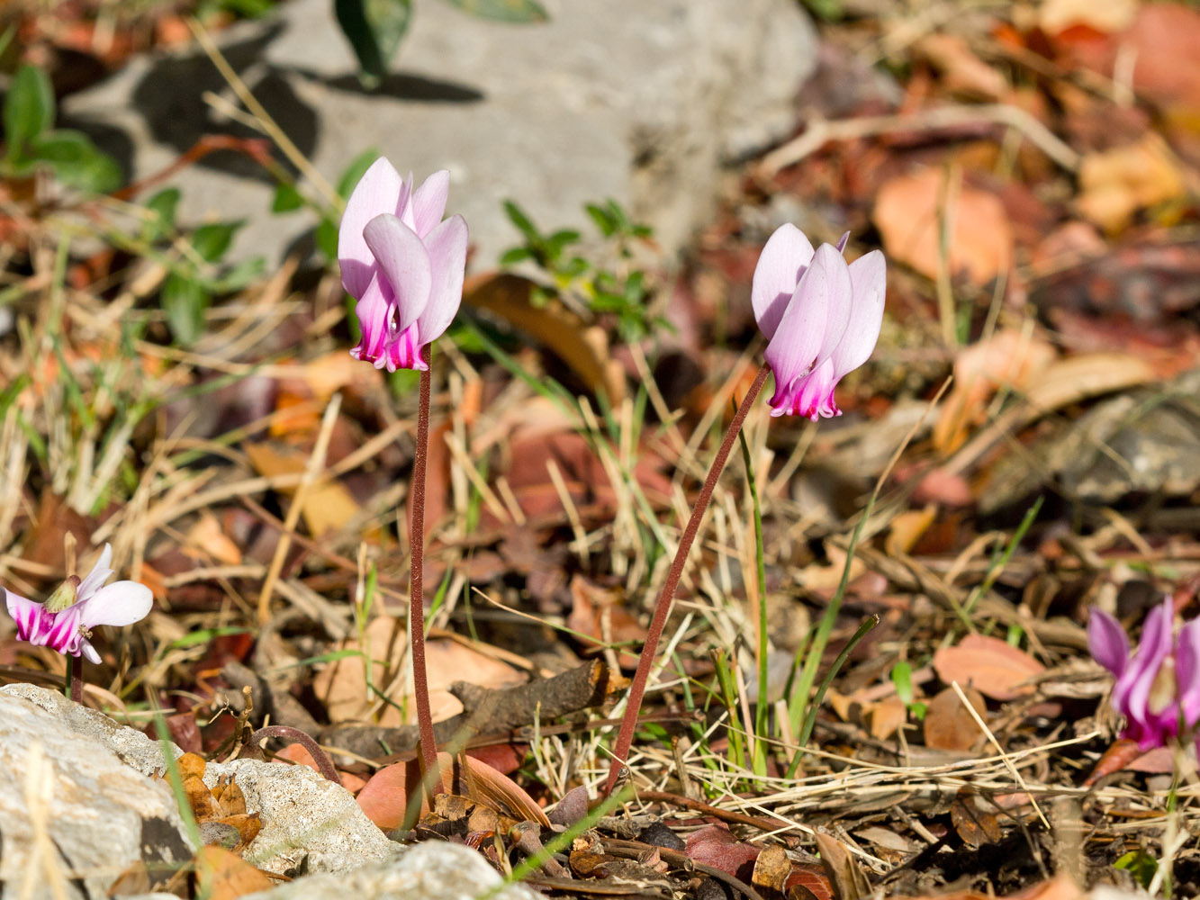 Image of Cyclamen hederifolium ssp. confusum specimen.