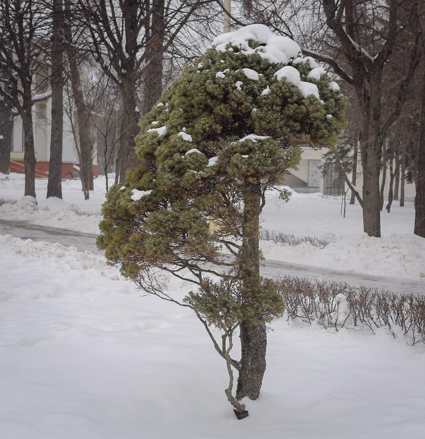 Изображение особи Picea glauca.