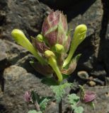 Scutellaria karjaginii. Соцветие. Азербайджан, окр. Гёйгёля (Ханлара), нижний пояс гор. 15.04.2010.