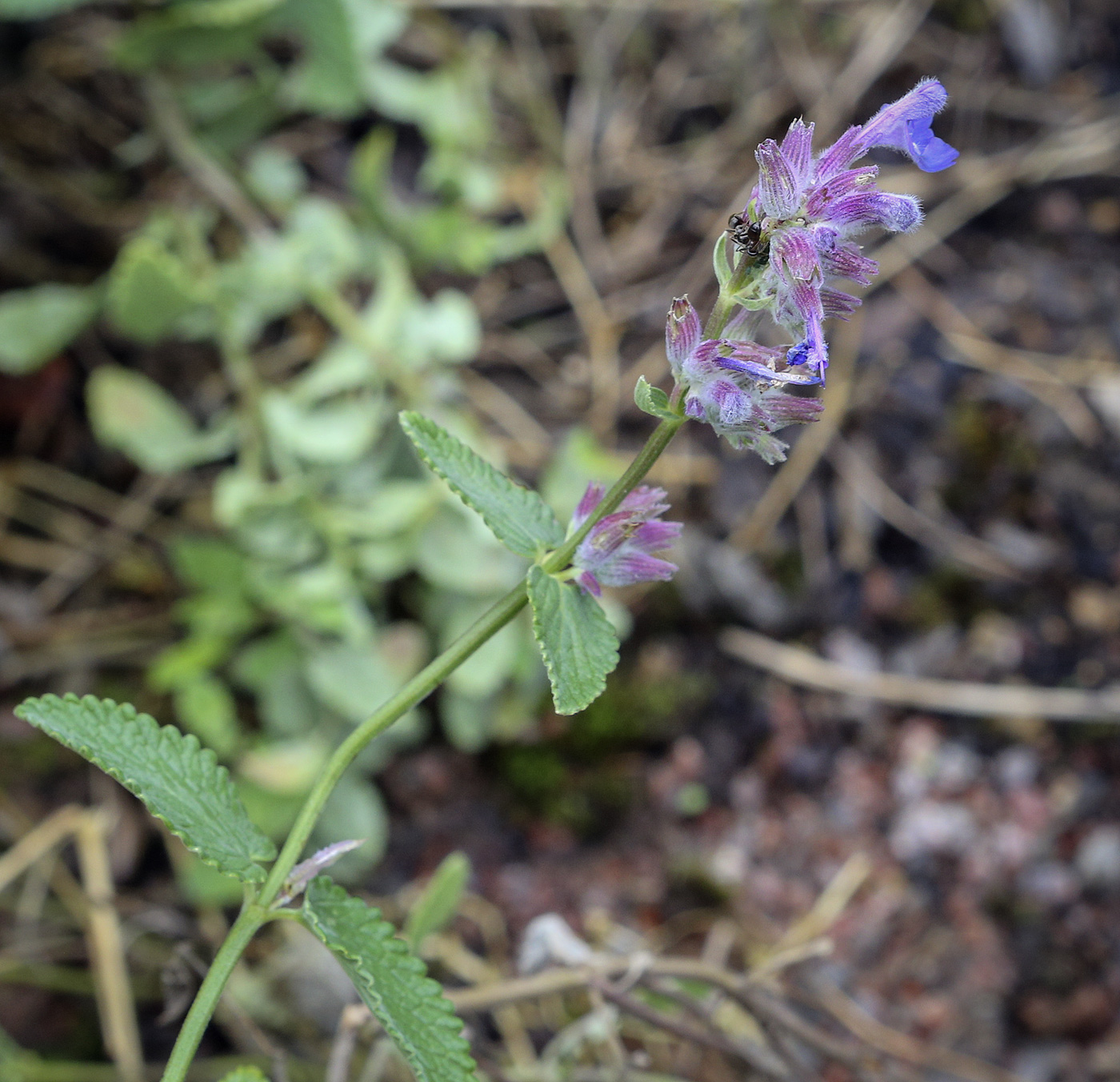 Изображение особи Nepeta mussinii.