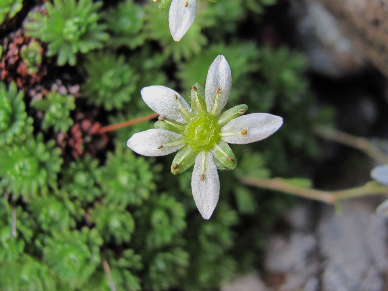 Изображение особи Saxifraga moschata.