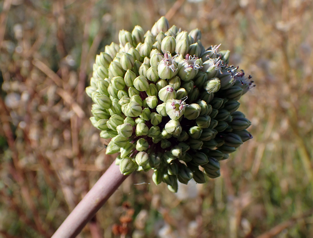 Изображение особи Allium commutatum.
