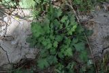 Artemisia vulgaris