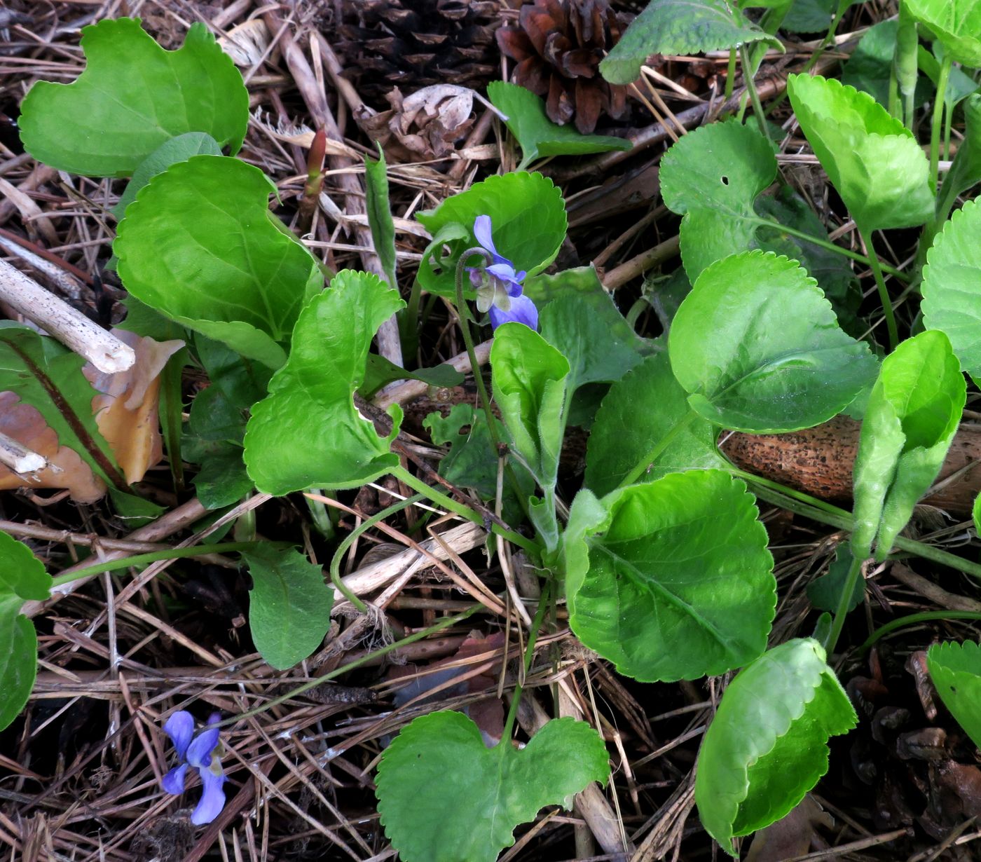 Изображение особи Viola odorata.