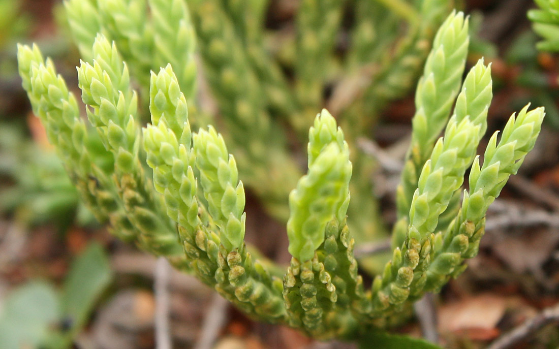 Изображение особи Diphasiastrum alpinum.