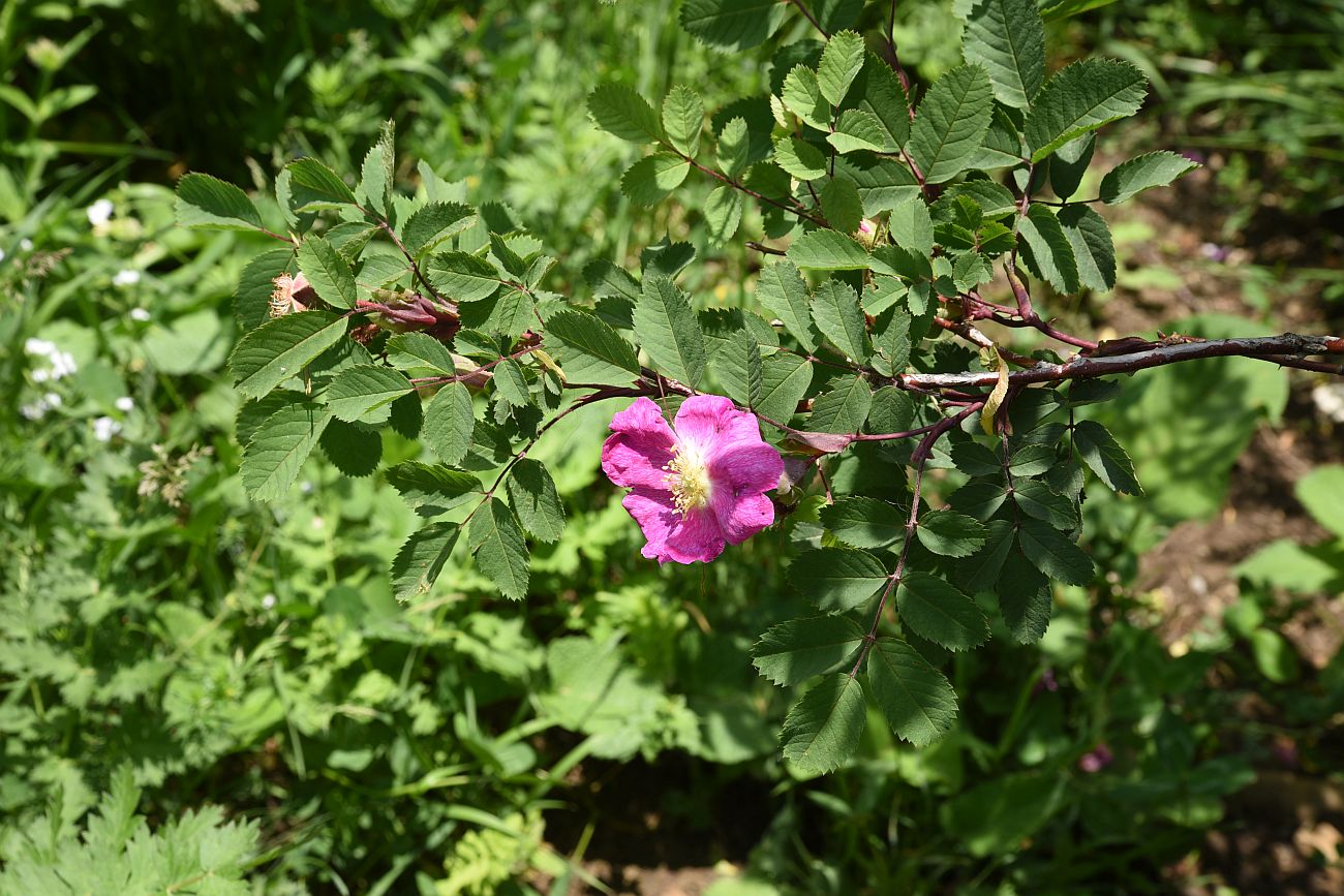 Image of genus Rosa specimen.