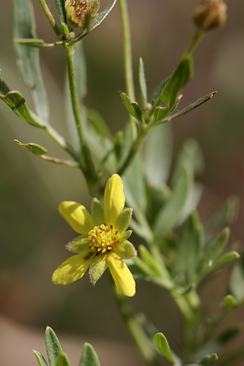 Image of Potentilla orientalis specimen.