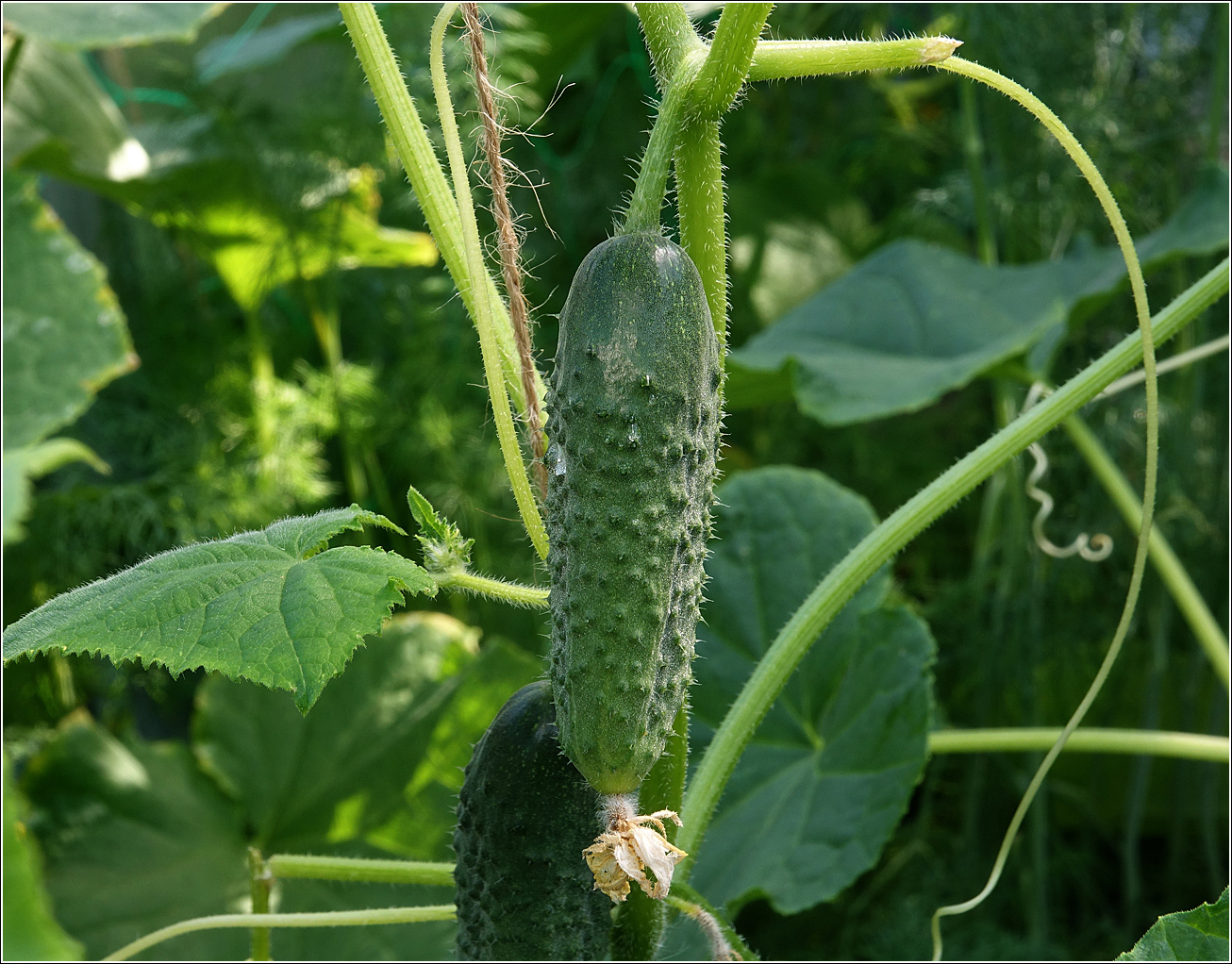 Image of Cucumis sativus specimen.