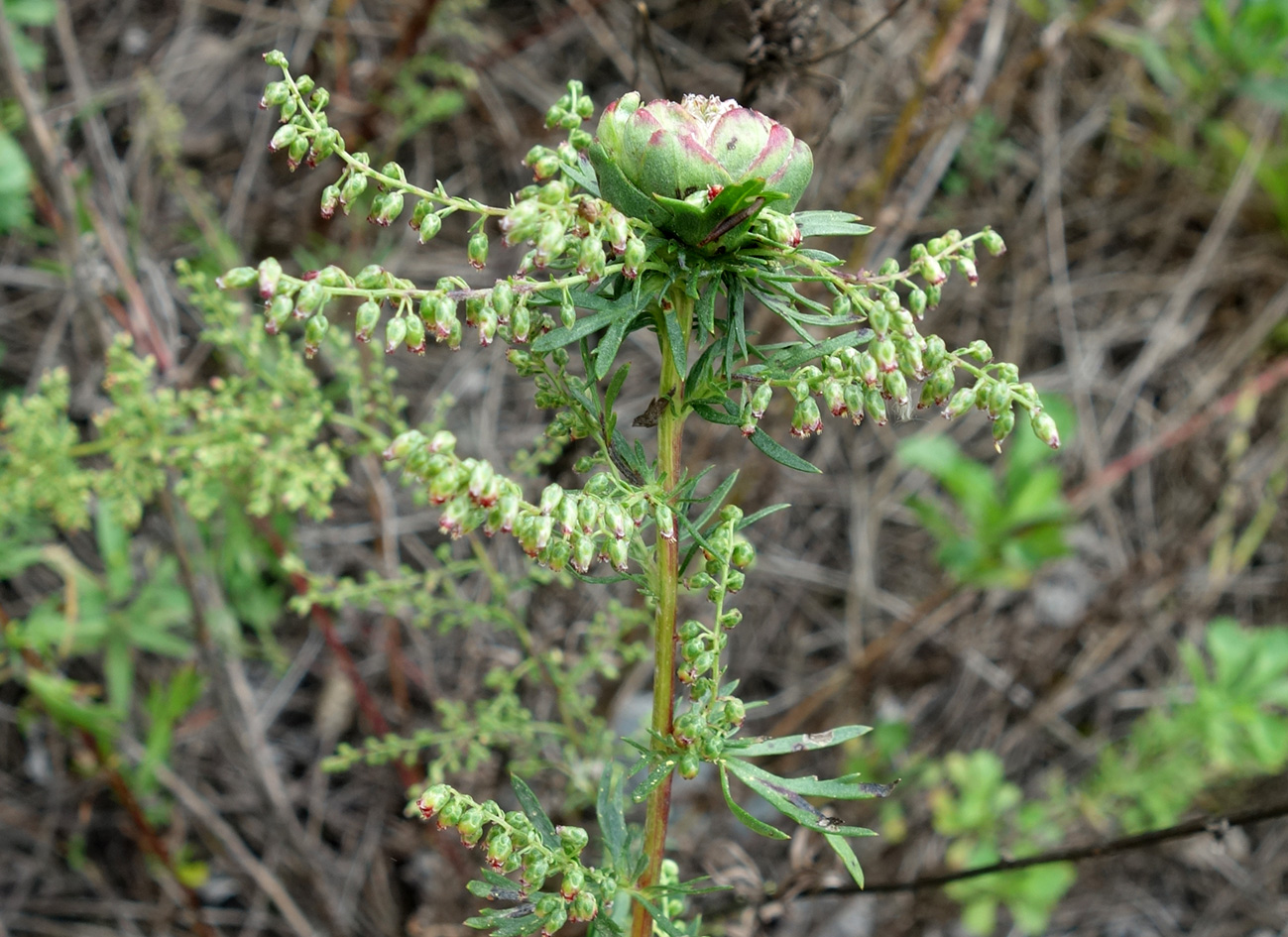 Image of genus Artemisia specimen.