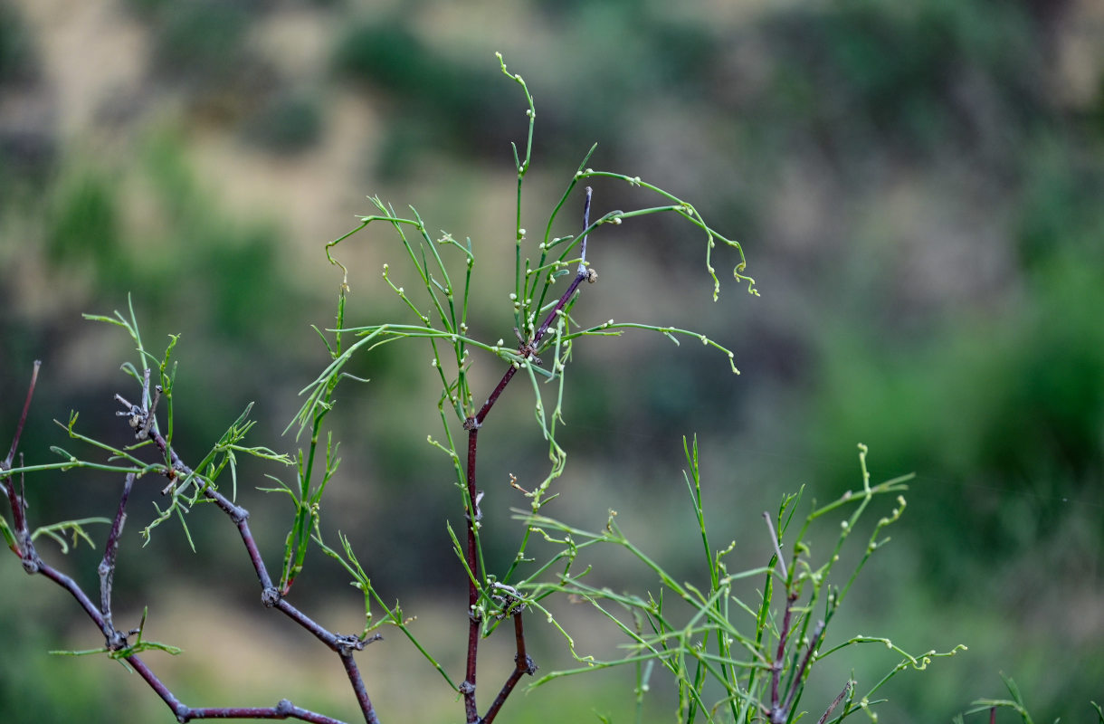 Изображение особи Calligonum aphyllum.