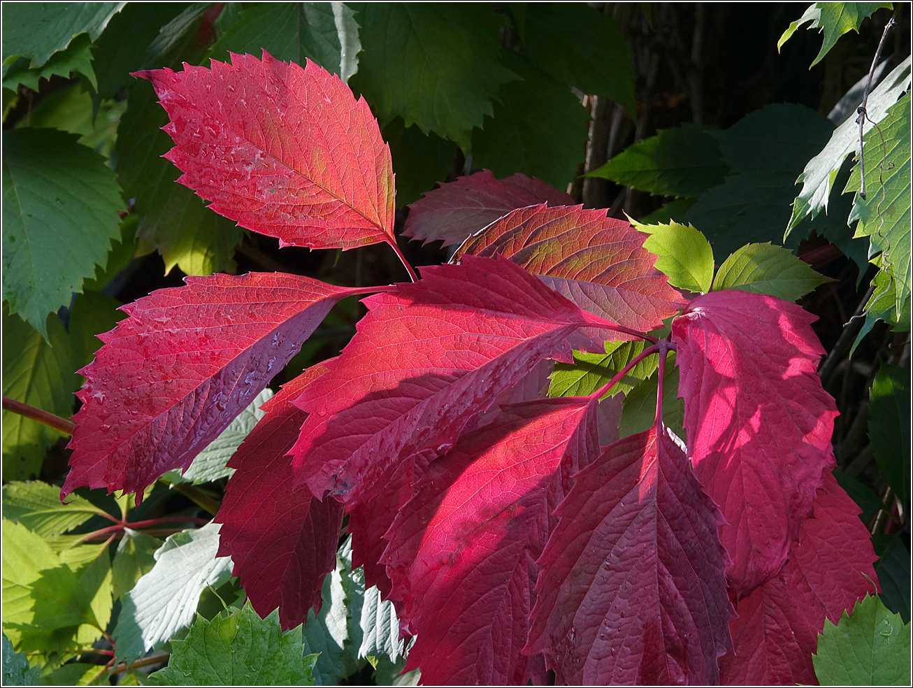 Image of Parthenocissus quinquefolia specimen.