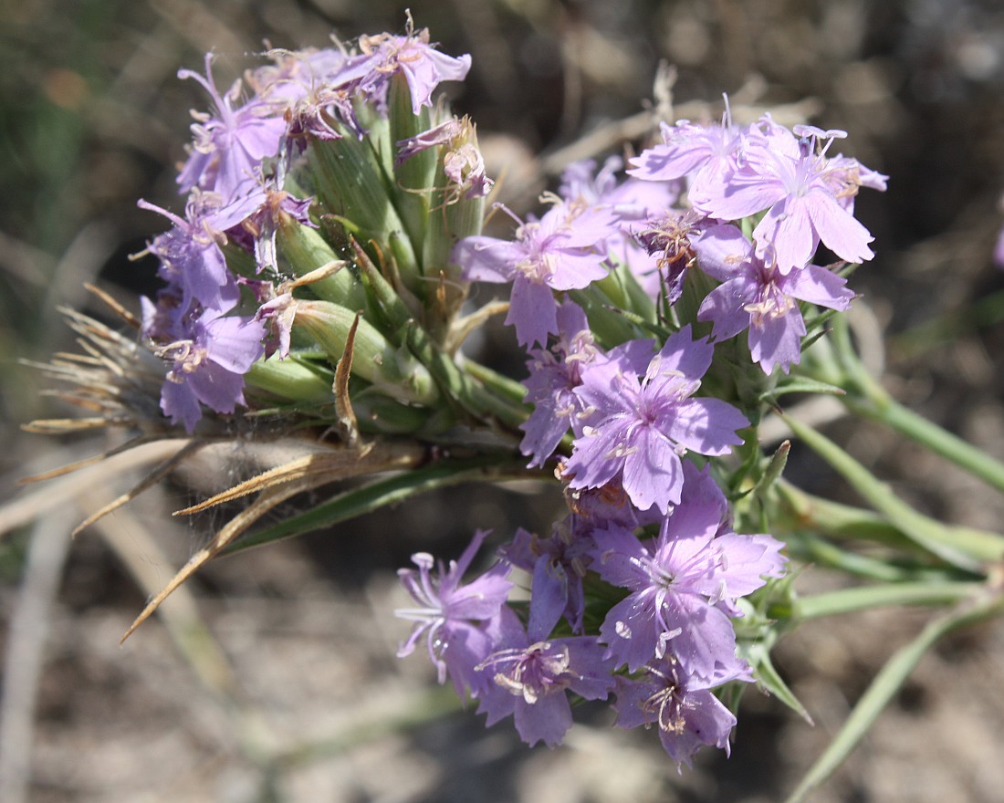 Image of Dianthus pseudarmeria specimen.