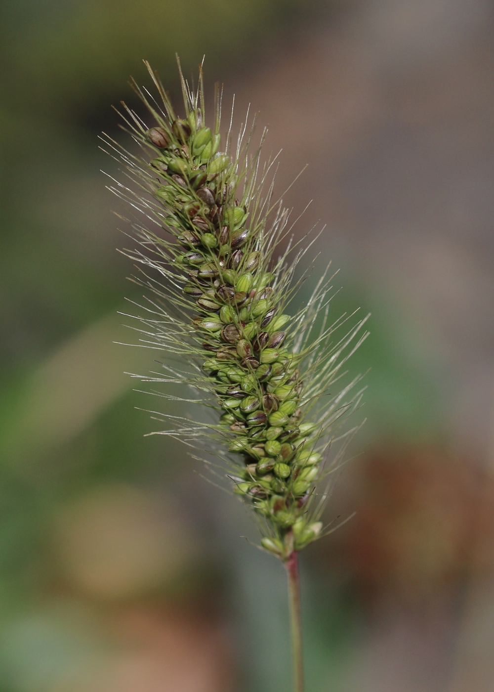 Image of Setaria viridis specimen.