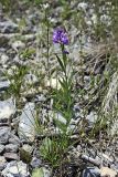 Polygala comosa. Цветущее растение. Южный Казахстан, Таласский Алатау, ущелье Коксай, высота 2550 м н.у.м.