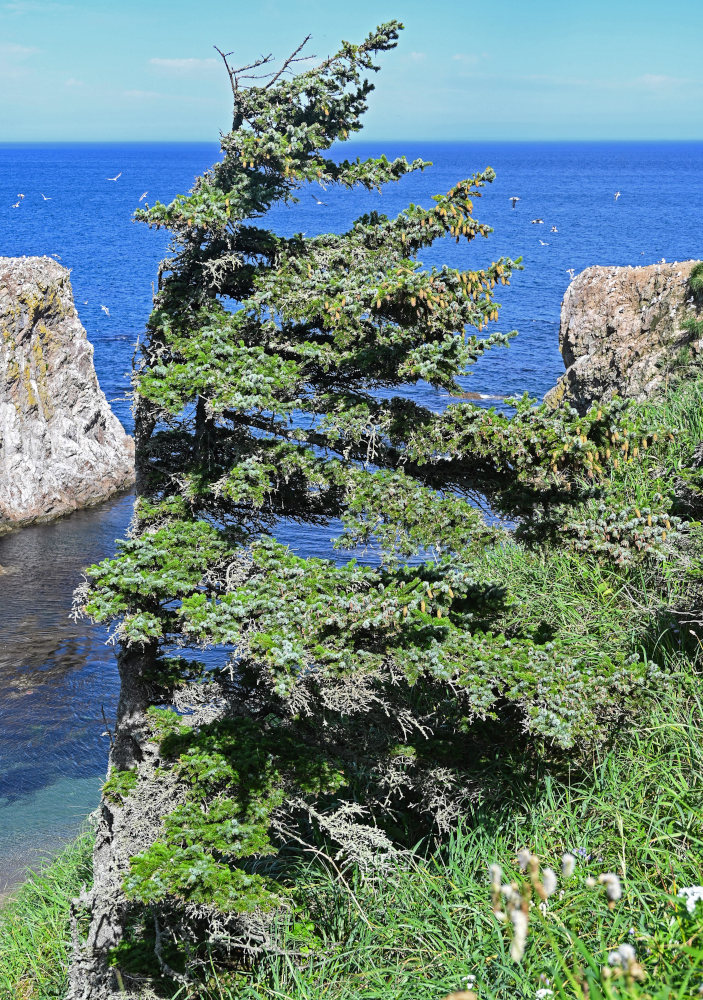 Image of Picea ajanensis specimen.